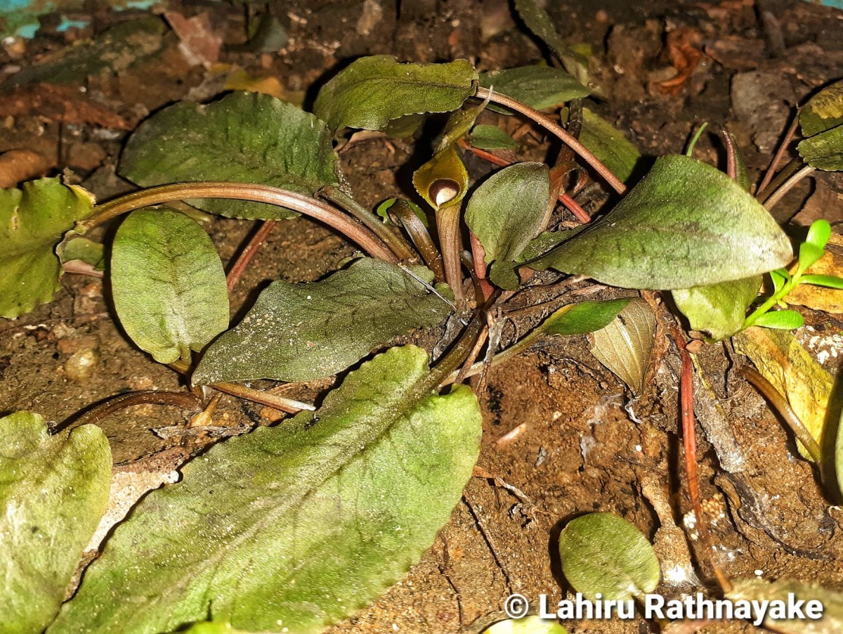 Cryptocoryne beckettii Thuill. ex Trim.